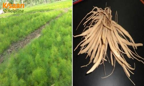 Satavari (सतावरी)